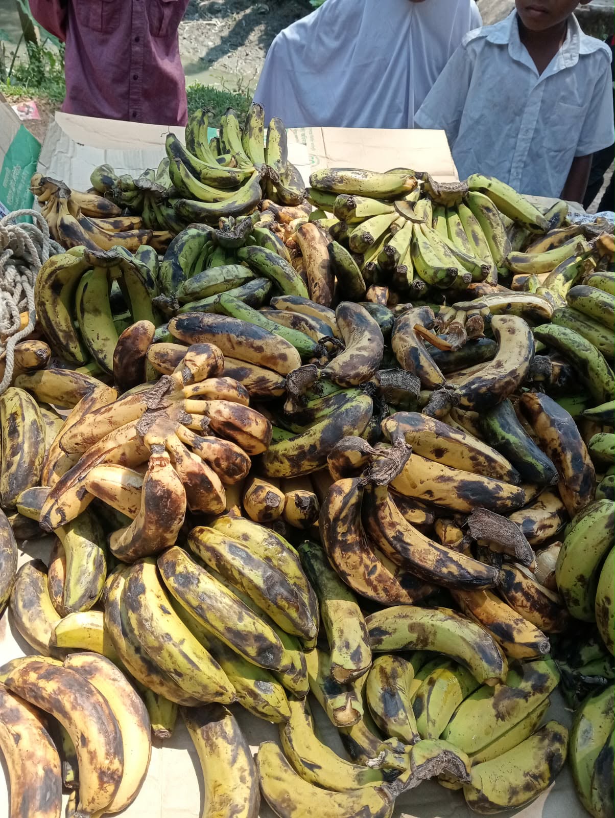 নলছিটিতে বিদ্যালয়ের কোমলমতি শিশুদের মাঝে ফিডিং কার্যক্রমে পঁচা কলা বিতরণ