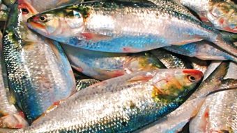 পহেলা বৈশাখে ইলিশ সংকট, বিক্রি হচ্ছে আকাশছোঁয়া দামে