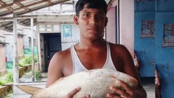 দুই কেজি ওজনের এক ইলিশের দাম সাড়ে ৮ হাজার টাকা