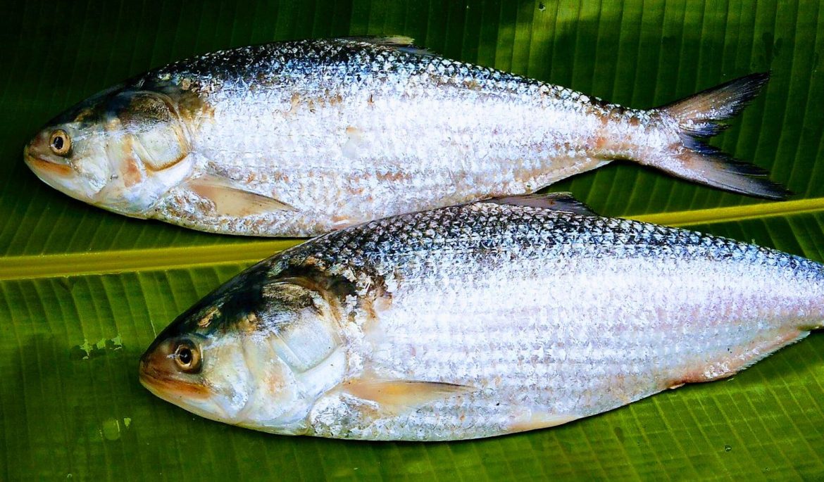 বরিশালে ইলিশের মৌসুমে ইলিশের উচ্চমূল্য, নিম্নবিত্ত ও মধ্যবিত্ত ক্রেতারা দিশেহারা
